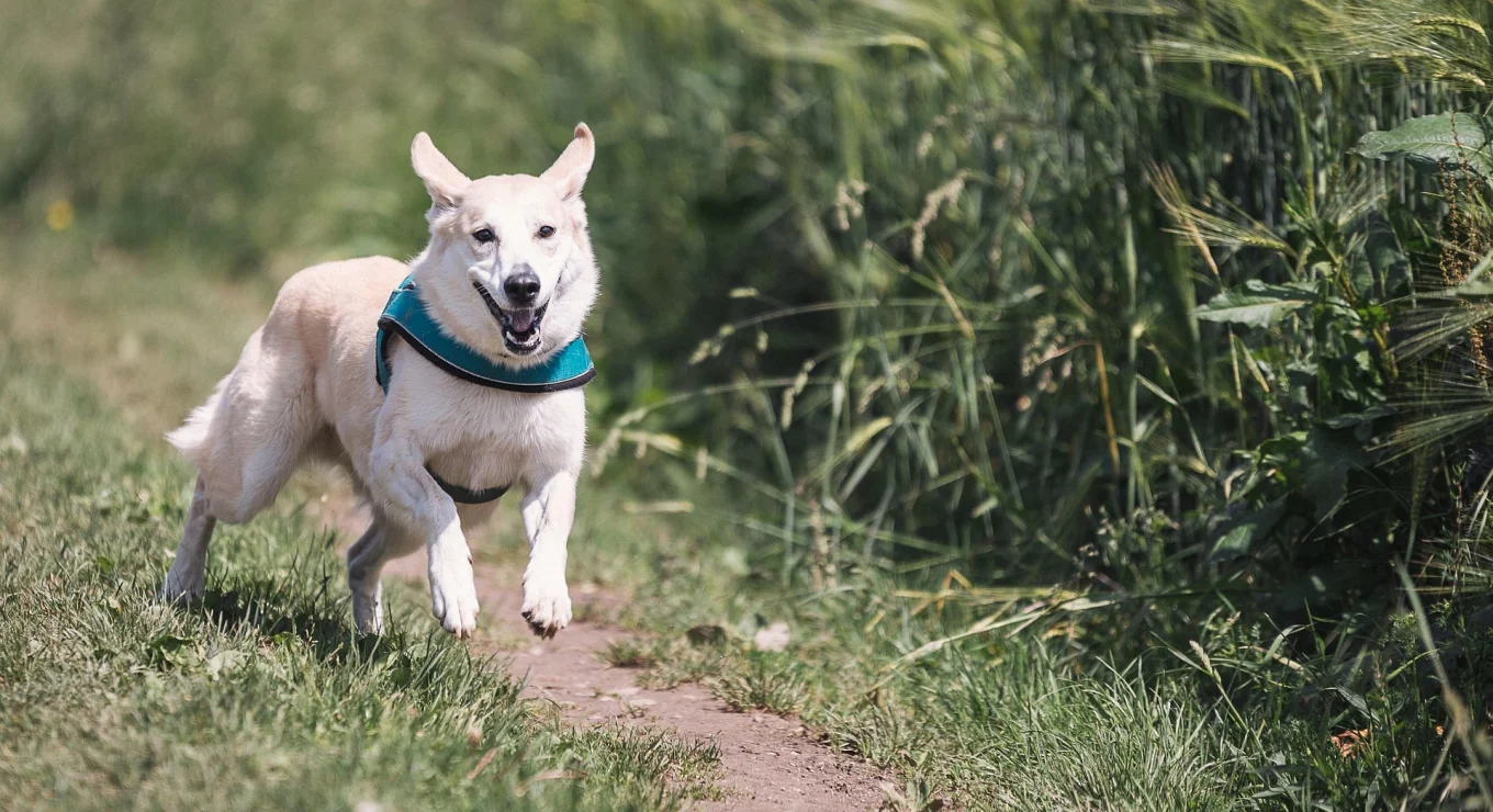 Perro corriendo