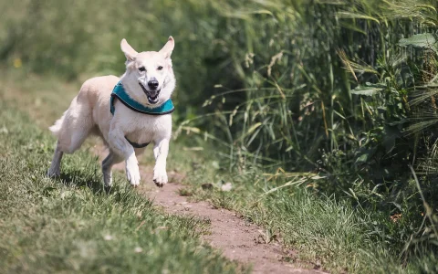 Perro corriendo