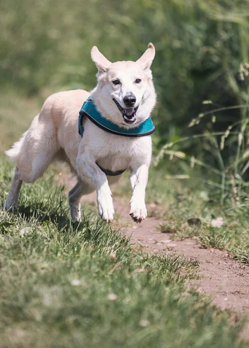Perro corriendo