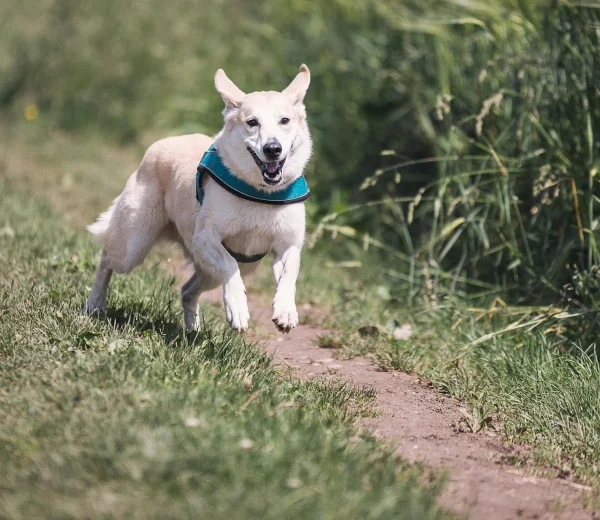Perro corriendo